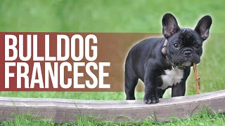 Il Bulldog Francese  Curiosità e Prezzo [upl. by Ailadgim]