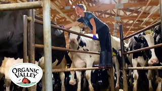 Milking Cows in an 8 Swing Parlor  Kristina Ralph  Organic Valley [upl. by Alvira762]