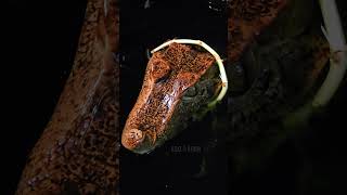 Floki the Cuviers Dwarf Caiman share reptiles trending shorts subscribe follow new best [upl. by Fowle]