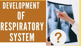 Respiratory system development Larynx embryology Laryngotracheal diverticulum  Lung development [upl. by Wehttam]