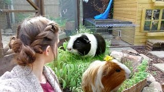 Garden For Guinea Pigs [upl. by Jolanta]