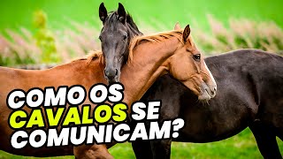 COMO OS CAVALOS SE COMUNICAM cavalos equestre [upl. by Verdi]