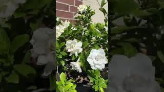 Profuse Gardenia Veitchii Blooms [upl. by Naamann]