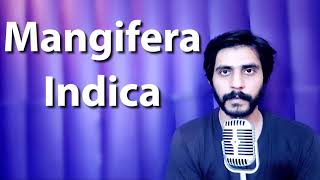 How To Pronounce Mangifera Indica [upl. by Allimaj454]