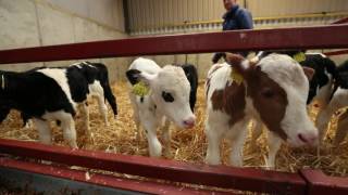 Dairy Farmer Michael O Carroll  Calf Feed For Growth Programme [upl. by Ez]