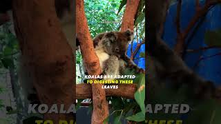 This is Dumbest Koala With EVER Exist 😲 [upl. by Delia]