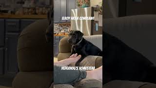 Elroy has a complaint funnydogvideos [upl. by Barbour]