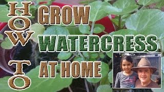 How to Grow Watercress For the Home Gardener [upl. by Gibert]