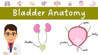 Anatomy of the BLADDER made easy [upl. by Hewie]