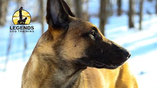 Belgian Malinois Barking and Lunging on Leash [upl. by Yht]