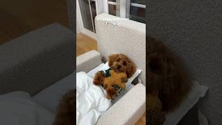 it’s bath time puppy poodle asmr pets viral funny dog doglife [upl. by Jewelle]