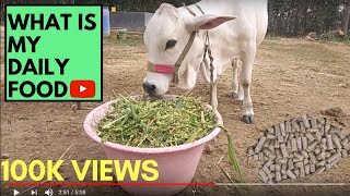 PUNGANUR COW WHAT IS MY DAILY FOOD How to feed A Punganur Cow [upl. by Camellia]