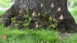 Combining Carex and Aquilegia canadensis [upl. by Kylstra]