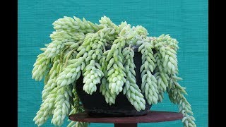 How to Grow and Care for a Donkeys tail Burros tailSucculent [upl. by Alliuqa872]