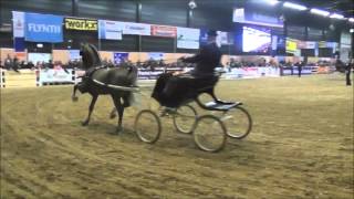 KWPN hengst Ditisem Roy M x Manno x Renovo [upl. by Dryfoos]