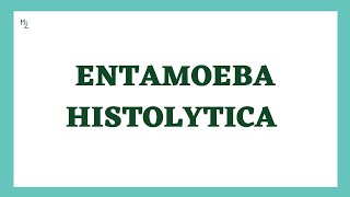 Entamoeba histolytica life cycle  morphology  Laboratory diagnosis  full explained  medzukhruf [upl. by Lashondra]