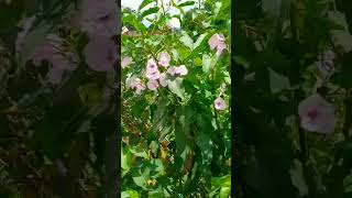 Ipomoea carnea  Besharam plant nature trending [upl. by Dollie985]