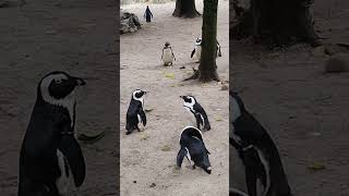 Pinguins zoopark overloon [upl. by Zednanref]