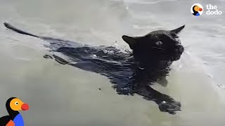 Rescue Cat LOVES Swimming In The Ocean  The Dodo [upl. by Sink538]