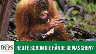 Heute schon die Hände gewaschen  BOS  orangutande [upl. by Ardle214]