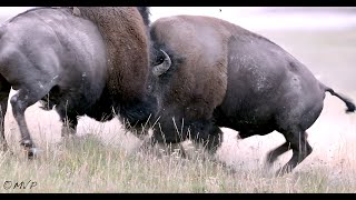 BEST BISON FIGHT 2022 4K live soundWildlife PhotographyGrand Teton ParkJackson HoleYellowstone [upl. by Roux]