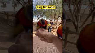 Rainbow lories having fun lories birb australianparrots parrots [upl. by Yerrok976]