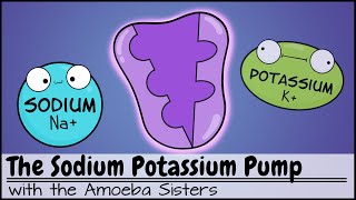 Sodium Potassium Pump [upl. by Salguod]