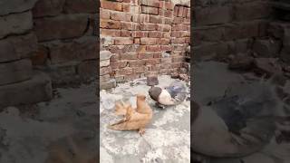 Indian fantail pigeon attitude birds pigeon shorts like subscribe channel [upl. by Libna337]