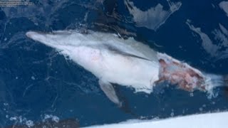 BLUE SHARK EATS BABY DOLPHIN [upl. by Hoffert]