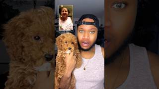 Sorry Grandma 👵 puppy poodle pov grandma trending viral shorts [upl. by Sandor408]