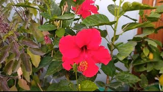 beautiful Red hibiscus flowers blooming in my garden  low maintenance plant winter blooming [upl. by Eluj]