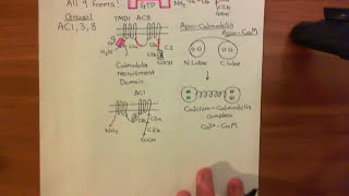 Adenylyl Cyclase Part 5 [upl. by Lindie518]