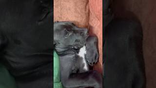 Kharrate lete hui mera baby sora hai 🐽🥹❤️ doglovers sleepingdog cutedogs dogsnoring doglife [upl. by Nahk]