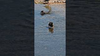 🎞  🦆ministre Colvert 🦆 [upl. by Yarrum]