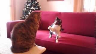 GATTI GIOCANO IN CASA  video divertente [upl. by Oirretna]