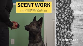 How to Train Your Dog for AKC Scent Work K9 Nose Work [upl. by Wendelina229]