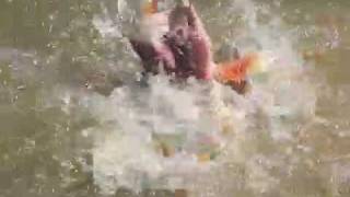 Piranhas Attack Pygocentrus cariba  Venezuela [upl. by Ioves680]