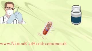 How To Treat Stomatitis In Cats  Permanently Naturally Economically [upl. by Naujad]