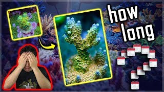 How fast does Acropora grow Am I a failed aquaculturist 😬 [upl. by Ponce]