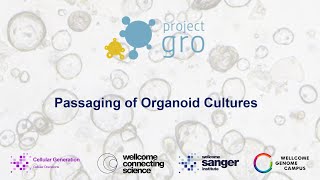 Passaging of Organoid Cultures [upl. by Kyrstin662]