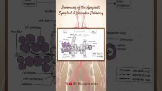 Summary Of The Apoplast Symplast amp Vacuolar Pathway 🌱 PreU Biology STPMALevels shorts short [upl. by Skippie133]