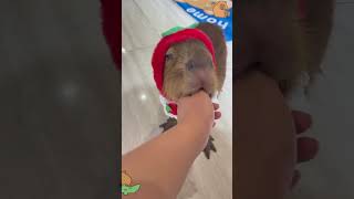 A pet owner and her capybaras daily life capybara pets animals [upl. by Alrrats]