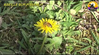 ABEILLE SUR PISSENLIT [upl. by Flita]