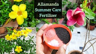 Permanent flowering plant Allamanda care n flowering fertilizer Allamanda की बेल पूरी जानकारी [upl. by Fiann]