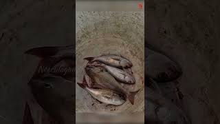 Sea Fish Catching Videos [upl. by Adnirol]