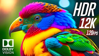 Best of Dolby Vision 12K HDR 120fps [upl. by Corwin]