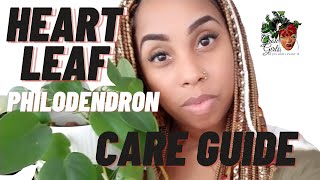 Heart Leaf Philodendron Care Guide For Beginners Easy Houseplants Tips [upl. by Teriann]