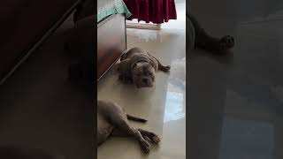 Pitbull 😈🔥factsinhindi americanbully pitbullfacts pitbull shortsviral trending viralvideo [upl. by Plotkin]