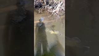 2 Huge Cod FIGHTING for Territory fish fishing murraycod fishinglife [upl. by Tenneb]