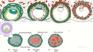 Placental chorionic villus and its parts placenta embryology fetaldevelopment [upl. by Labana112]